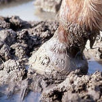 Ecoraster ou la fin de la boue avec un sol stable toute l‘année