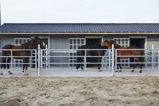 Paddocks Terrasse